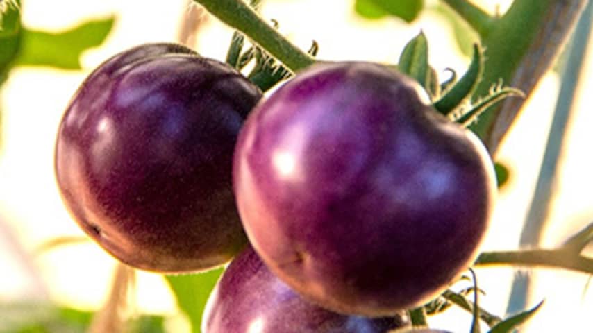 Potentieel Complex Situatie Binnenkort kun je in de Verenigde Staten 'gezondere' paarse tomaten kopen |  Eten en drinken | NU.nl