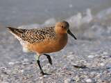 Honderden dode trekvogels gevonden op Schiermonnikoog