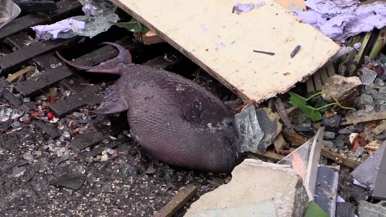 Beeld uit video: Vissen liggen op straat na ontploffing Berlijns aquarium