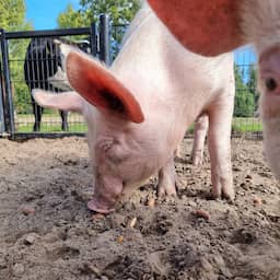 Kinderboerderij zoekt zonnebrandcrème zodat varkens kunnen zonnen