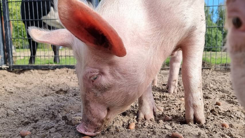 Kinderboerderij zoekt zonnebrandcrème zodat varkens kunnen zonnen