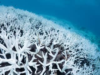 Verbleekt koraal