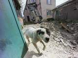 Oekraïner en hond lopen vanuit Mariupol 225 kilometer naar veilig gebied