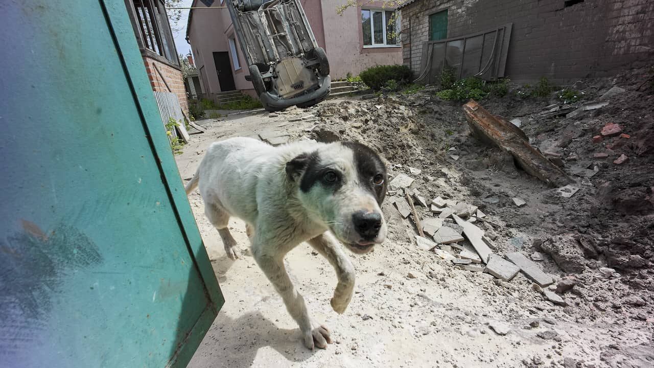 Ukraina dan anjing berjalan 225 km dari Mariupol ke area aman |  sekarang