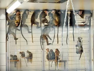 Honderden apen afgemaakt van handelaar in Tilburg