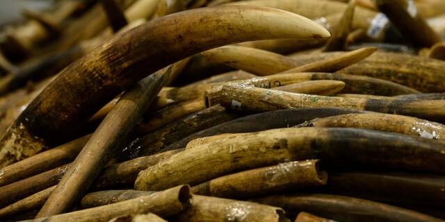 Ivoorhandel, ivoor