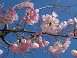 Zaterdag 17 maart: De eerste kersenbloesems bloeien in Japan, vier dagen eerder dan gepland.