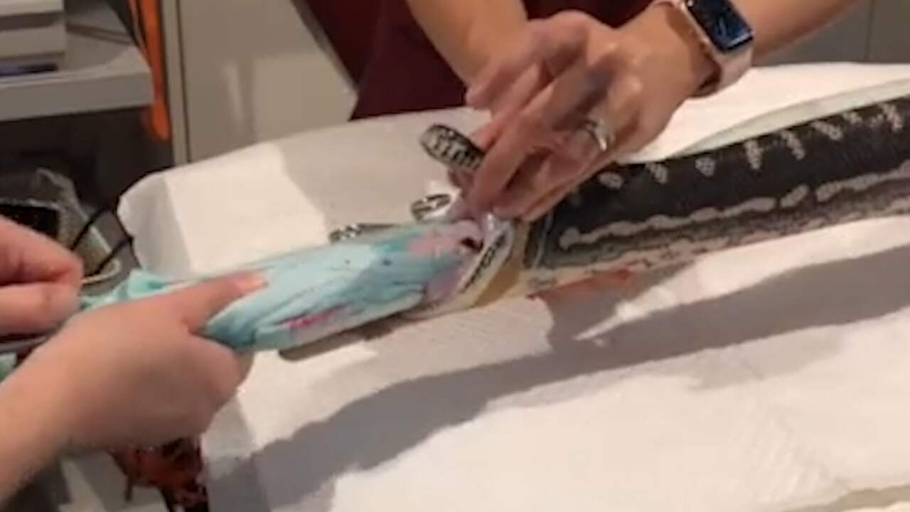 Australische dierenarts verwijdert complete badhanddoek uit slang