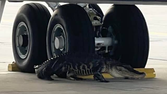 Amerikanen vangen alligator die tussen landingsgestel van vliegtuig slaapt