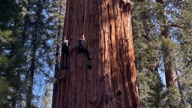 Onderzoekers beklimmen 's werelds grootste boom voor het eerst