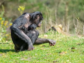 Voor het eerst in drie jaar weer een bonobo geboren in Apenheul