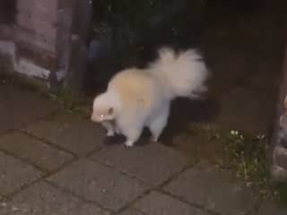Albino stinkdier struint door straten van IJmuiden