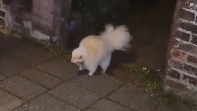Albino stinkdier struint door straten van IJmuiden