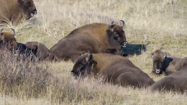 De duinen bij Zandvoort waren het eerste Nederlandse natuurgebied waar wisenten (Europese bizons) succesvol zijn uitgezet. Deze soort stond honderd jaar geleden door overbejaging op de rand van uitsterven.