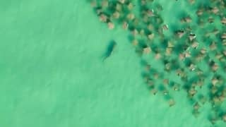 Dronepiloot filmt spectaculaire haaienaanval bij Florida