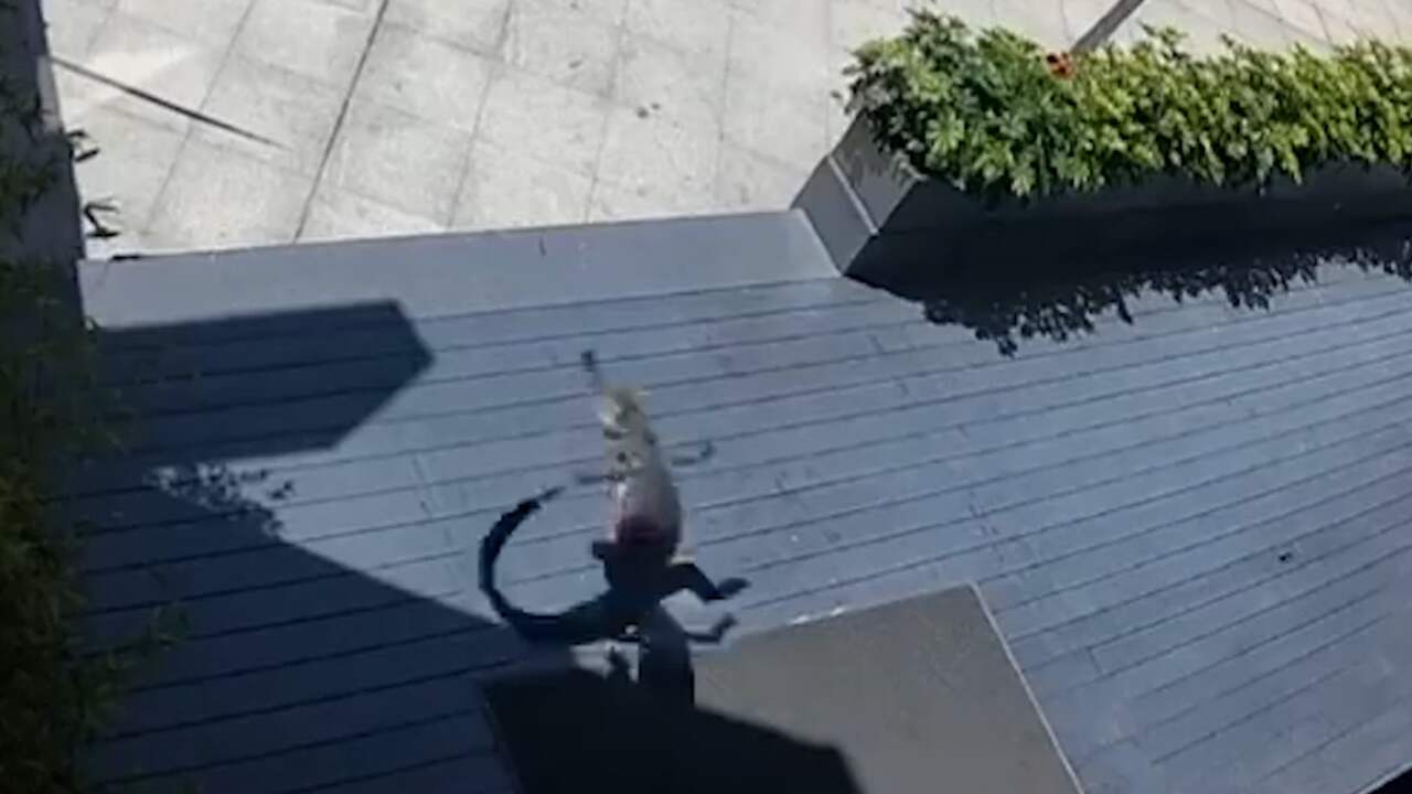 Beeld uit video: Alligator overleeft val van twintigste verdieping in China