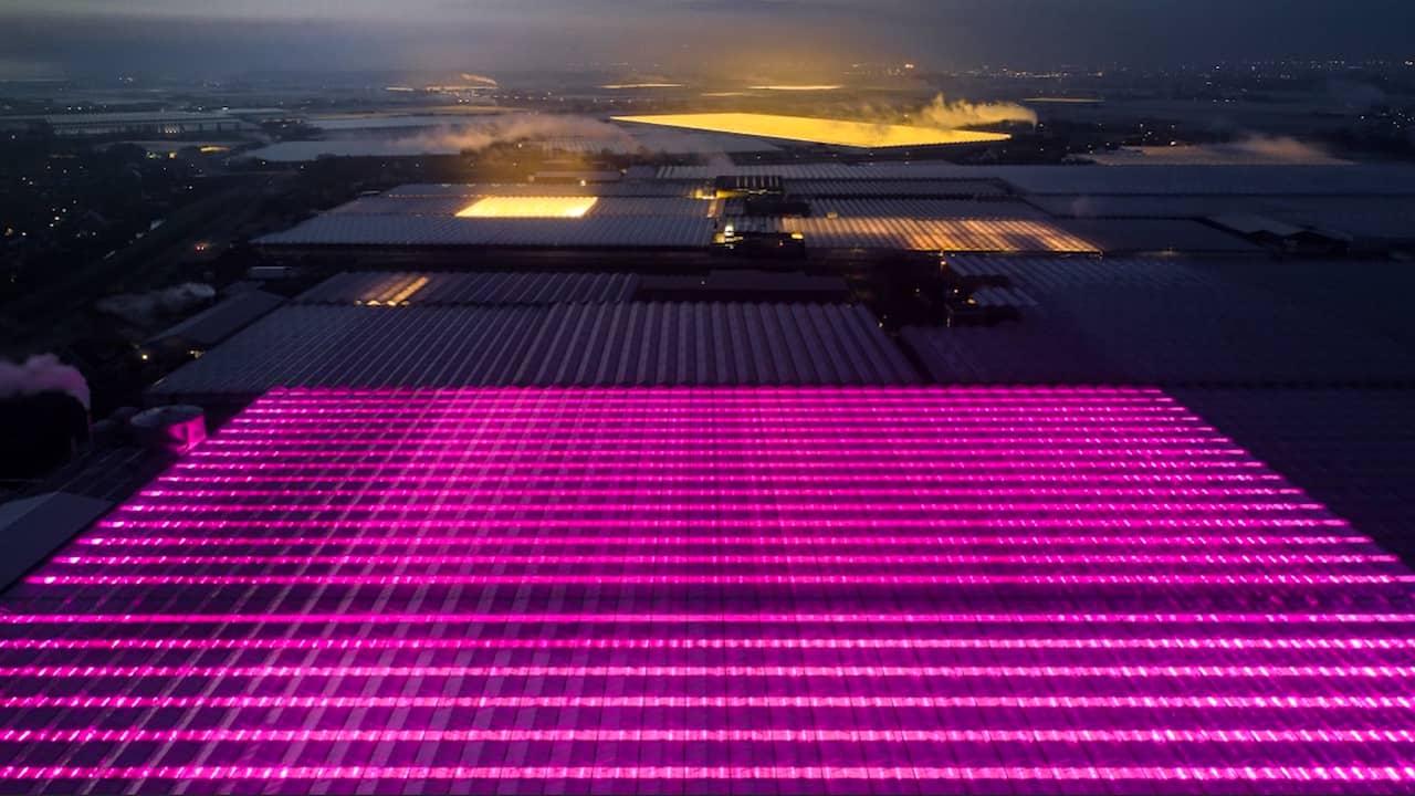 Beeld uit video: Drone filmt innovatieve roze ledverlichting in Westlandse kassen
