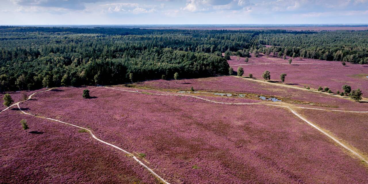 Heide lijdt door droogte en dat heeft gevolgen voor de Posbank