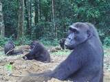 Gorilla's komen uit angst voor gevecht niet te ver in elkaars leefgebied
