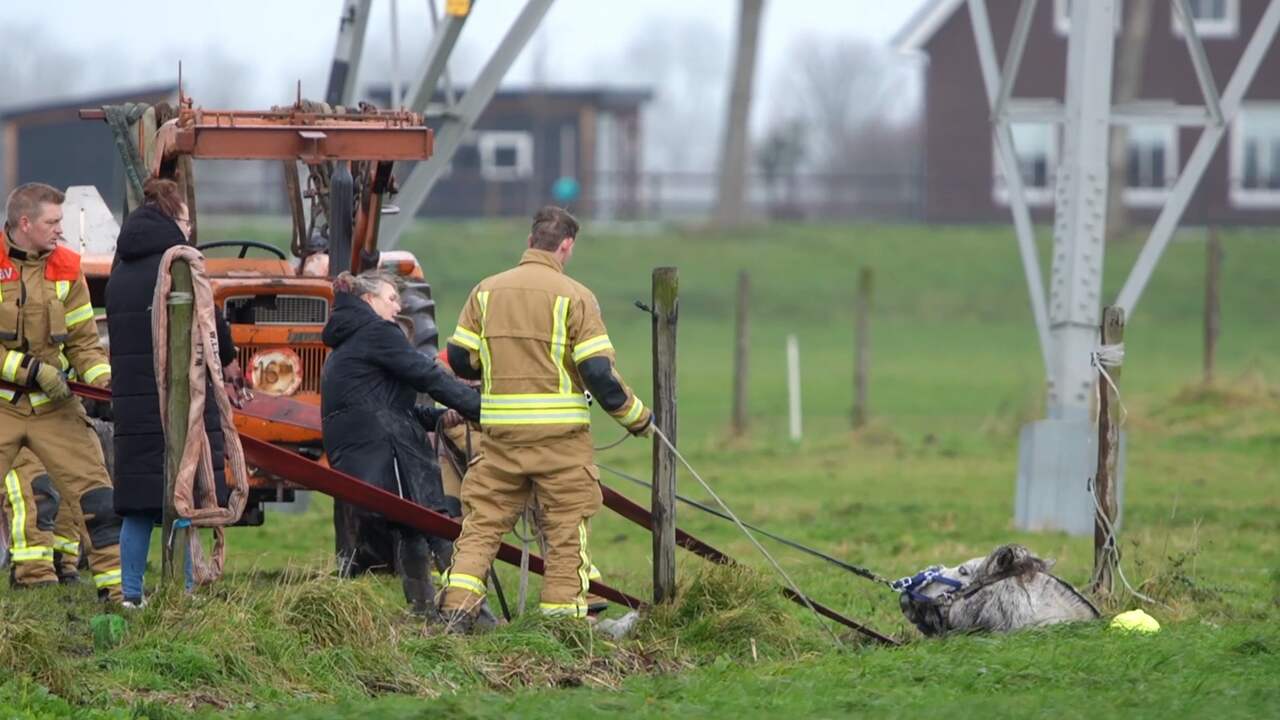 Video | Brandweer trekt paard uit sloot in Abbenbroek