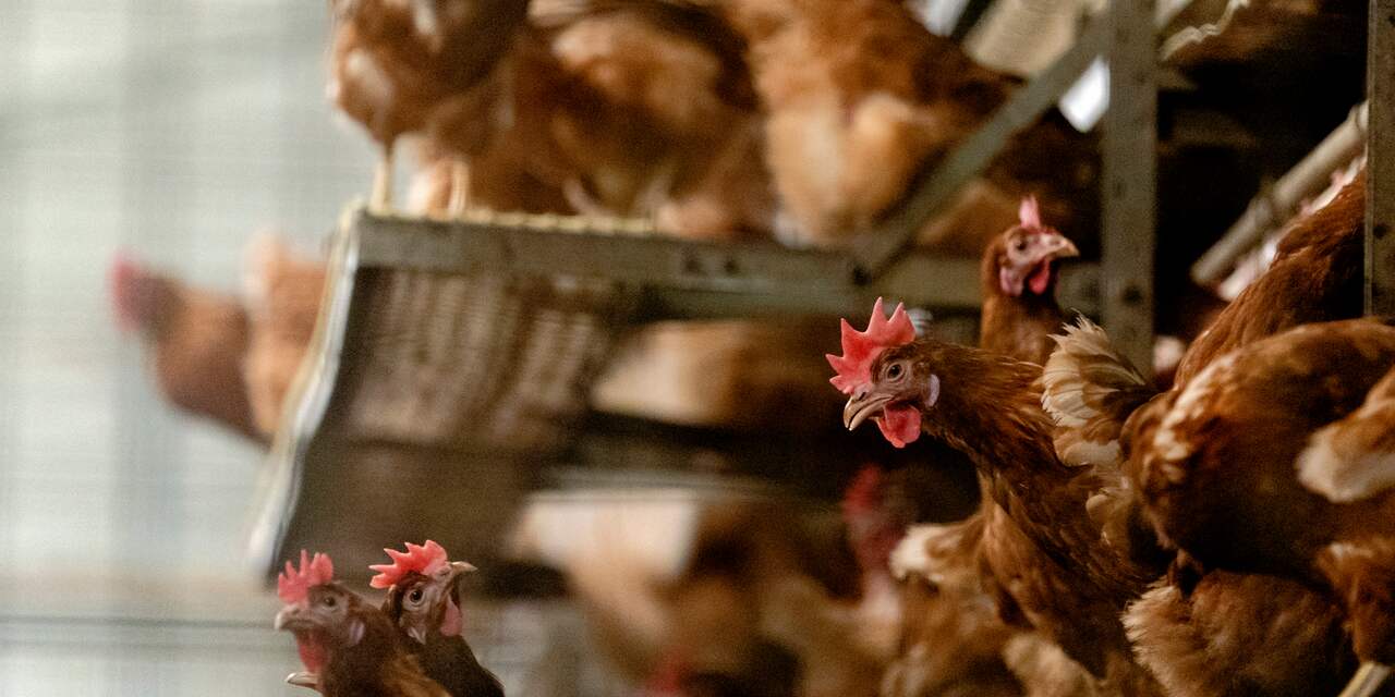 Opnieuw vogelgriep bij pluimveebedrijf, alle 120.000 kippen afgemaakt