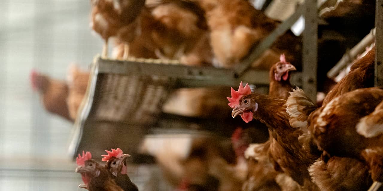 Vogelgriep bij pluimveebedrijf in Barneveld, tienduizenden kippen geruimd