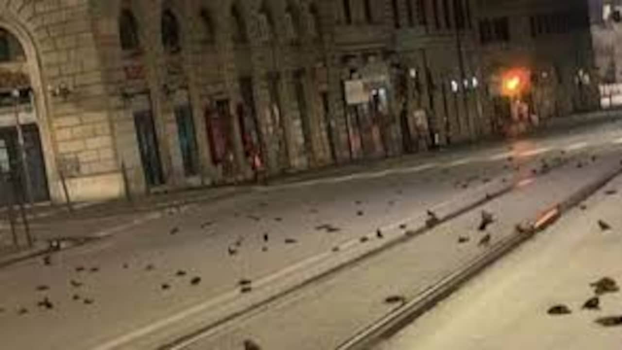 Beeld uit video: Man filmt straat bezaaid met honderden dode vogels in Rome