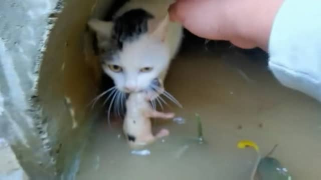 Chinees helpt kat haar kittens te redden uit ondergelopen pijp