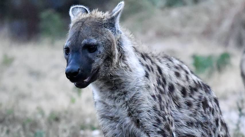 Hyena's vallen soortgenoot aan in safaripark Beekse Bergen