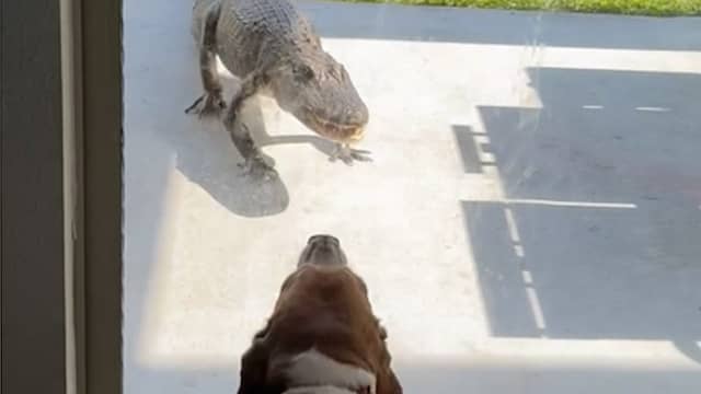 Moedige hond jaagt alligator weg uit Amerikaanse tuin