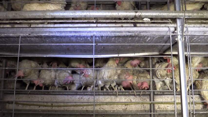 Animal Rights toont leed 'scharrelkippen' bij Belgisch eierbedrijf