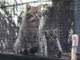 Ernstig bedreigde wilde katten maken debuut in Schots dierenpark