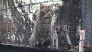 Ernstig bedreigde wilde katten maken debuut in Schots dierenpark