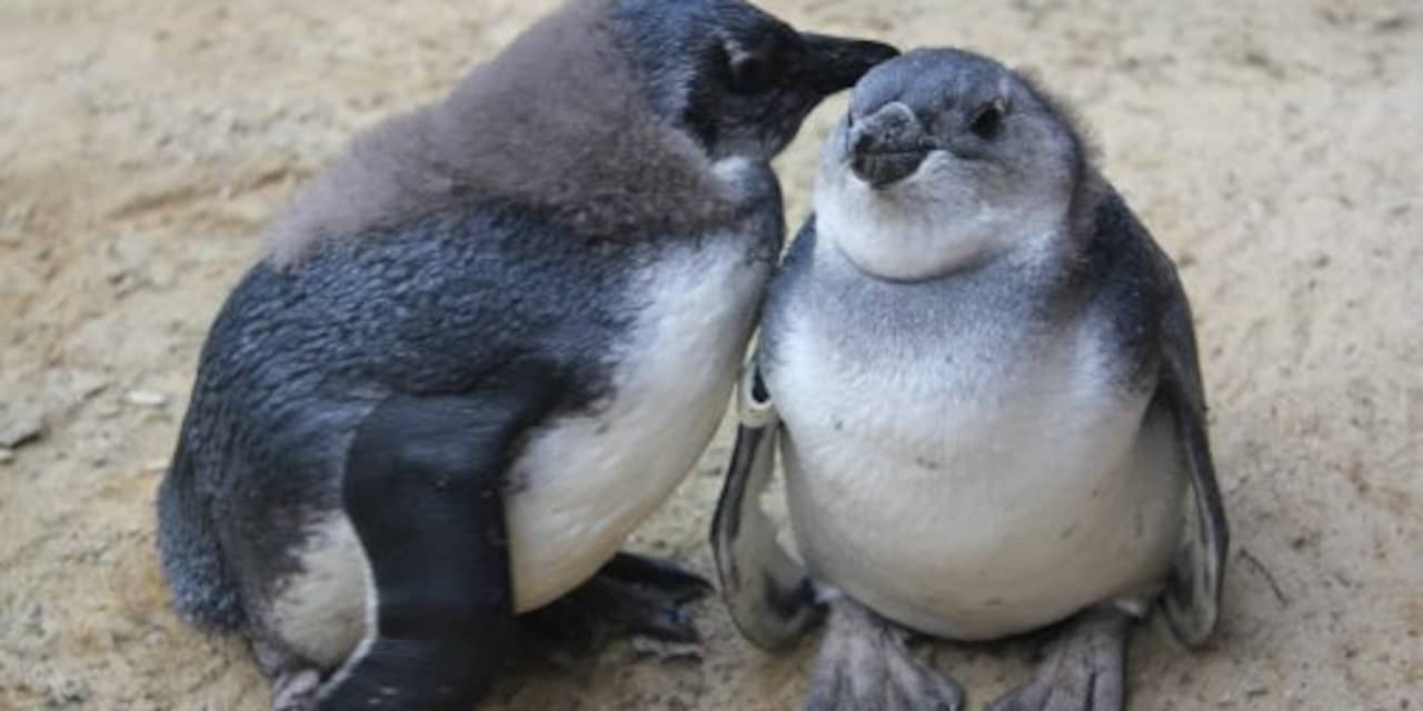 Goed nieuws: Pinguïntweeling geboren | Uitgestelde zorg hervat