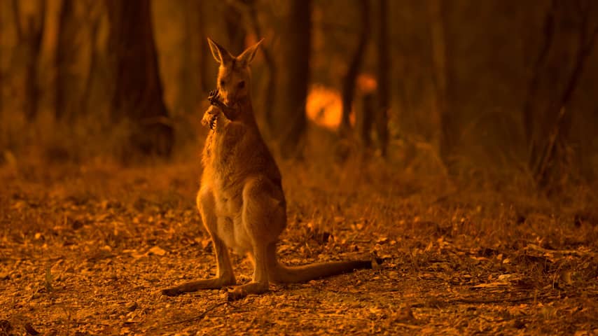 NUcheckt: Honderden miljoenen dieren dood door bosbranden in Australië