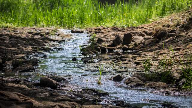 Een bijna drooggevallen beek in Twente in de zomer van 2020.