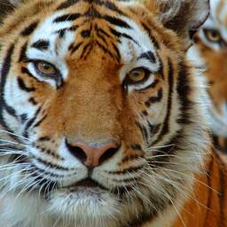 Nepal bereikt als eerste land verdubbeling tijgers in het wild