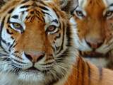 WNF gaat helpen bij terugkeren wilde tijgers in Kazachstan