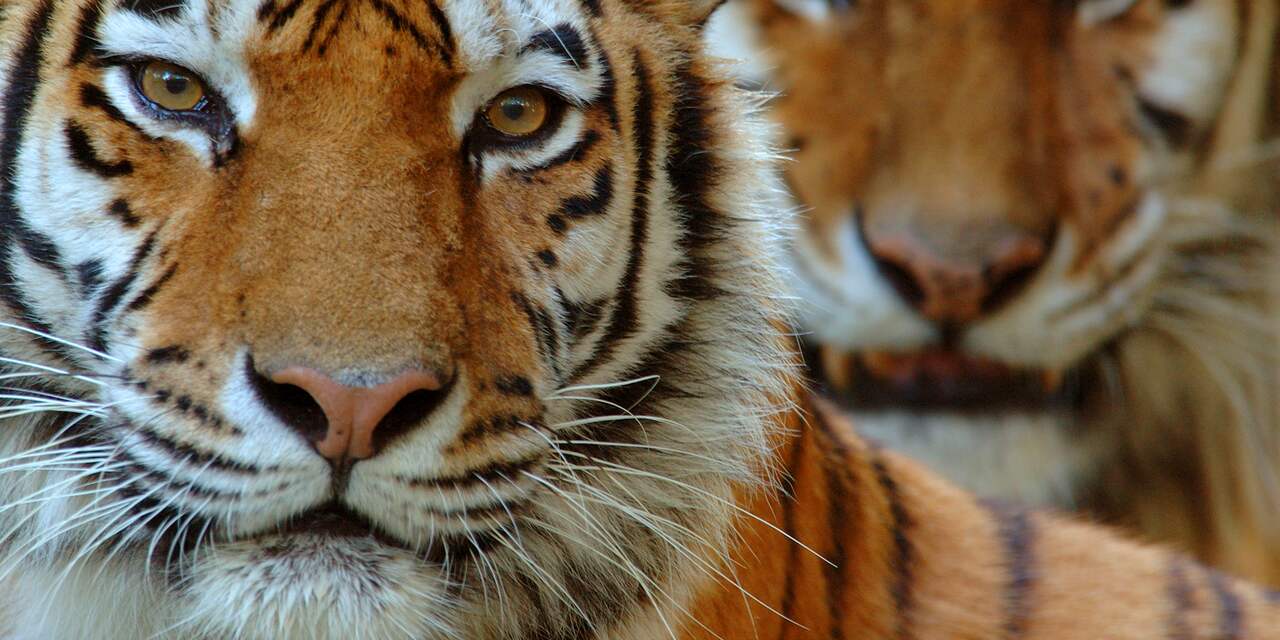 WNF gaat helpen bij terugkeren wilde tijgers in Kazachstan