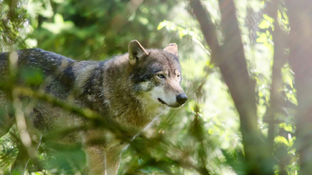 Burgemeester heeft geen spijt van doodschieten wolf: 'Zorgt voor rust in omgeving'