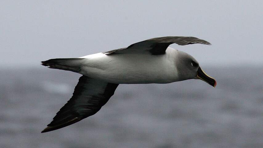 Albatrossen 