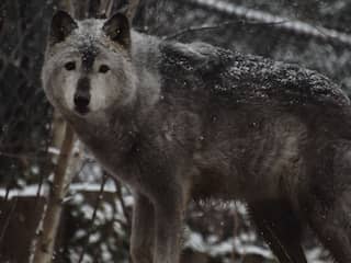 Geredde 'hond' uit ijskoude rivier in Estland blijkt wolf te zijn