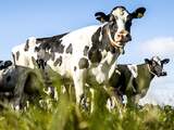 Buurt maakt van tentdoek geïmproviseerd schaduwdak voor koeien in stadse polder