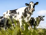 Buurt maakt van tentdoek geïmproviseerd schaduwdak voor koeien in stadse polder