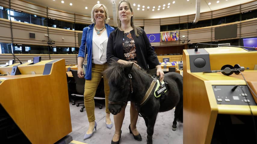 Blindengeleidepaardje op bezoek in Europees Parlement