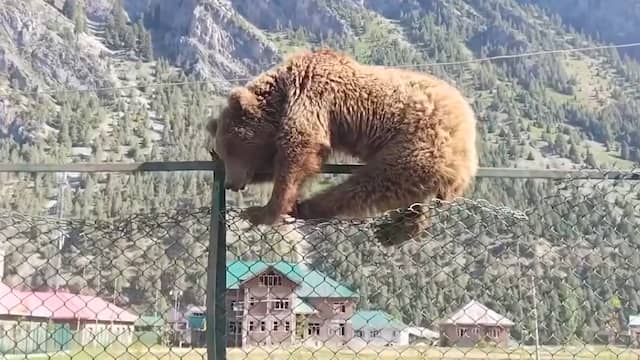 Bruine beer zit vast op hek in India en dommelt weg