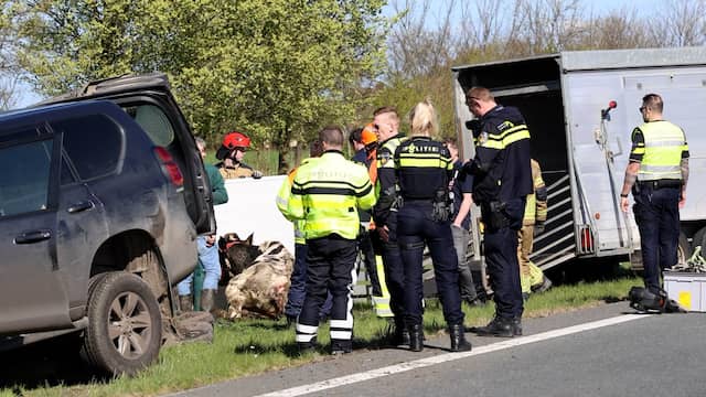 Koeien worden gered uit gekantelde aanhangwagen in Friesland