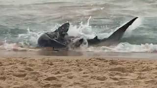 Spartelende haai jaagt strandgangers uit het water bij Benidorm