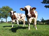 Boeren krijgen geen collectieve compensatie voor melkveeheffingen