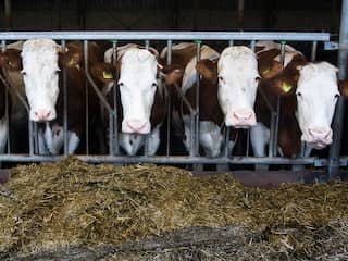 Schaalvergroting in veehouderij zet door